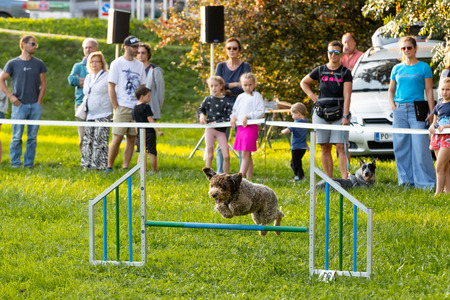 Pasji športni dan_6. 8. 2025 (23)